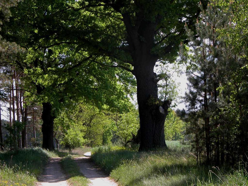 Agroturystyka U Ostrowskich Vila Chartow Exterior foto